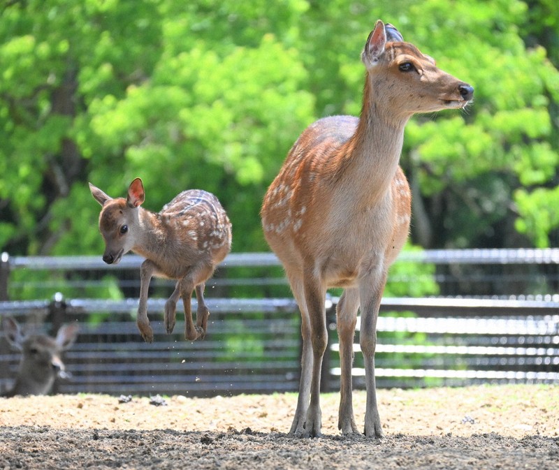 【環境】鹿は急増していないのに…なぜ深刻化?　奈良の世界遺産で“食害”