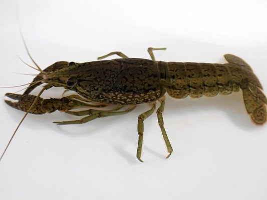 【環境省】「第２のアメリカザリガニにならないよう注意」メスだけで繁殖する外来ザリガニ、松山で相次ぎ発見