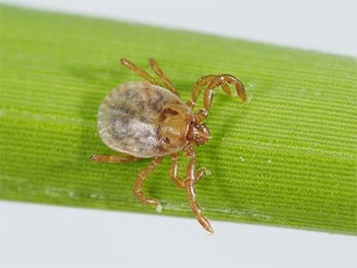 【致死率27％】マダニから感染「SFTS」　東日本でも拡大の兆し