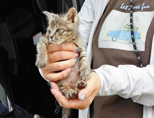 【話題】福岡県糸島市の「猫島」、観光客の「苦情」で野良猫が異常繁殖…島の人口超す１５０匹を不妊・去勢手術