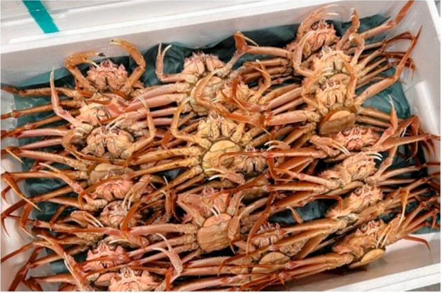 【農水省】愛知のスーパーが販売のズワイガニ、実は安価な別種