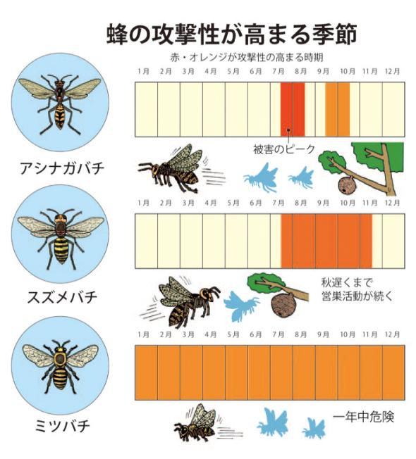 【速報】17人、スズメバチに刺される