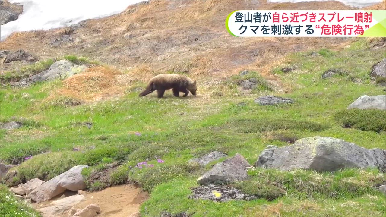 【野生動物】ヒグマに自ら近づいて“スプレーを噴射”さらに接近して写真撮影…登山者の“必要以上にクマを刺激する行為”が物議、問われるマナー〈北海道・大雪山〉