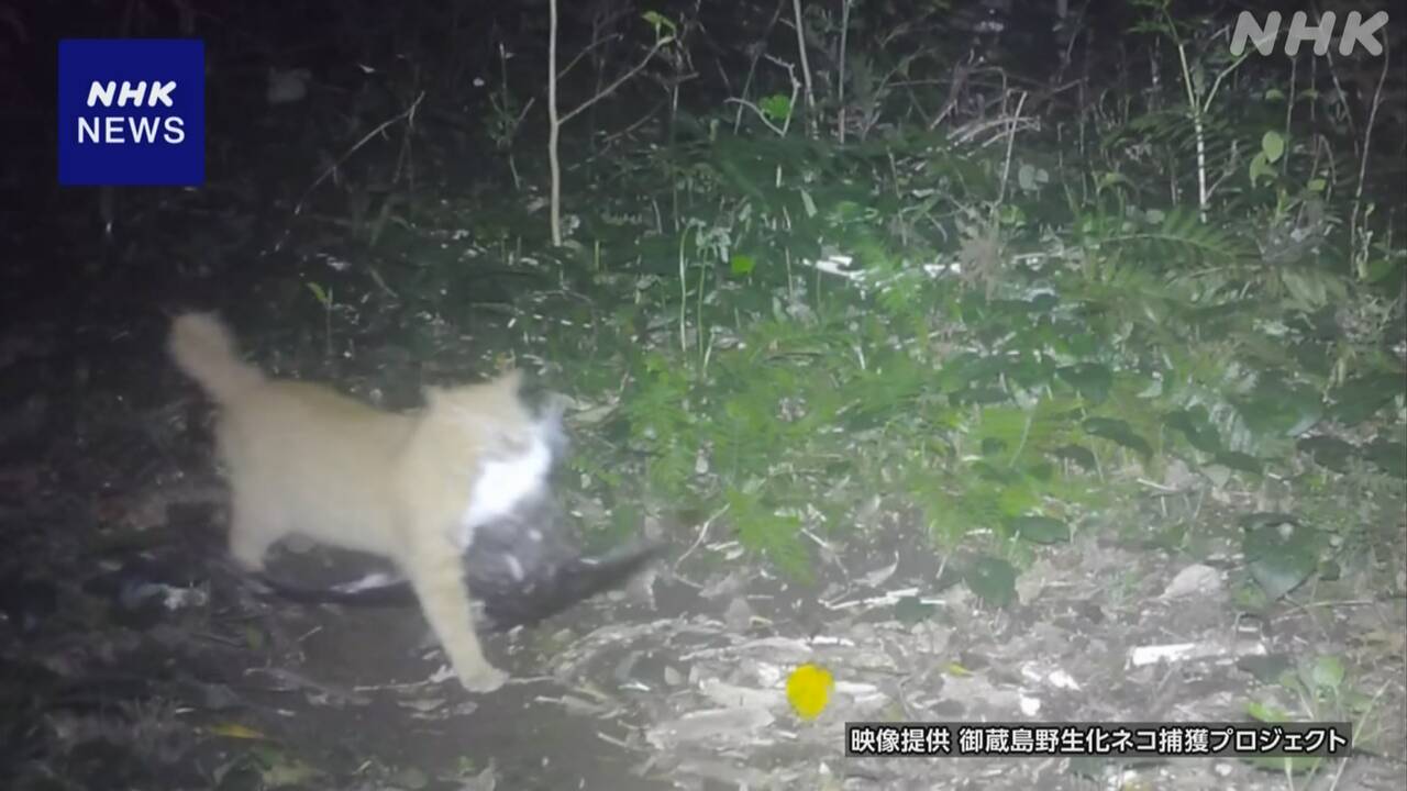 【離島で野生化したネコ】渡り鳥約3万5000羽捕食か 生態系に影響