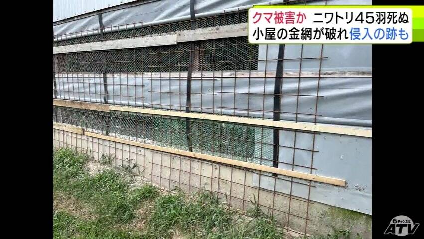 【青森】クマのしわざか　養鶏場でニワトリ４５羽死ぬ