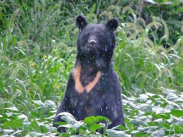 【頭部を狙う】クマの猛攻撃「うつぶせ」防御に驚きのエビデンス！　医師が証言「首や顔面に致命傷は一人もいない」