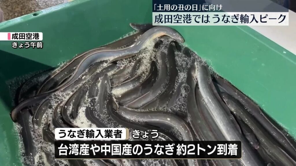 【食】「土用の丑の日」前に うなぎ輸入がピーク 成田空港
