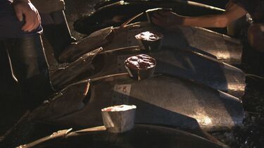 【食べ物】“岐阜の台所”中央市場が停電…暗がりの中での競り｢色が分からない｣ 酸欠でタイ1トン全滅するなど影響広がる