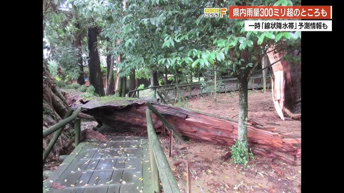 【高知】大雨と強風で特別天然記念物『杉の大スギ』大枝折れる被害　今後も土砂災害に警戒