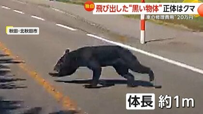 【（・(ｪ)・）】「黒い物体がいるな」正体はクマ！車道に飛び出し車と衝突も受け身取り走り去る…バンパー破損で修理費は20万円　秋田