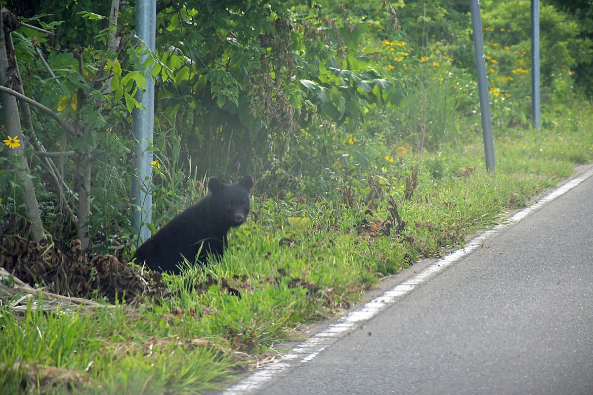 【（・(ｪ)・）】クマがサーモン襲う？　むつの養魚場で被害　青森