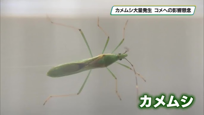 カメムシが例年の２倍発生　コメへの影響懸念