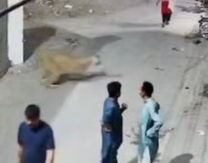 ペットのライオンが家から逃走、通行人に襲いかかる【動画】