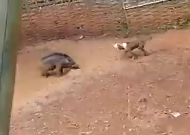 【動画】犬界最強格のピットブルさんとイノシシの戦い、ガチのマジで壮絶