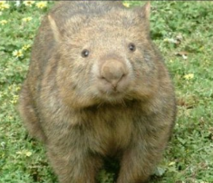 【ほのぼの　過去記事】動物園で飼われていたウォンバット、お客さんのナデナデが足らず「うつ病」と診断される