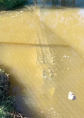 【動画】恐竜の末裔ｗｗｗｗ