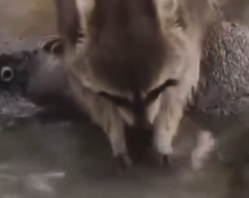 【悲報】タヌキ🦝「わたあめもらったからキレイキレイ🦝」