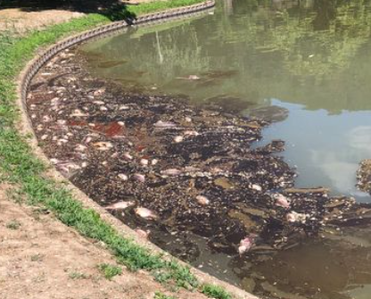 【山形県】暑さで魚が大量に死んだか　東根市の公園の沼で激臭