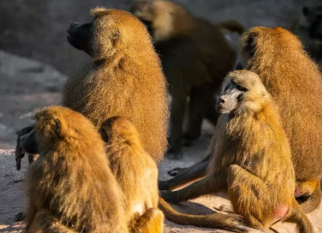 動物園「ヒヒの皆さん、喧嘩が多いので3割は射殺して肉食動物の餌にします」