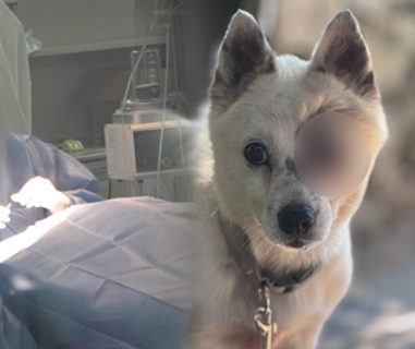 男3人が犬4匹に1時間BB弾を撃ち1匹◯害→加害者父「皆◯しだ」被害者を脅迫→加害者父が被害者アピール