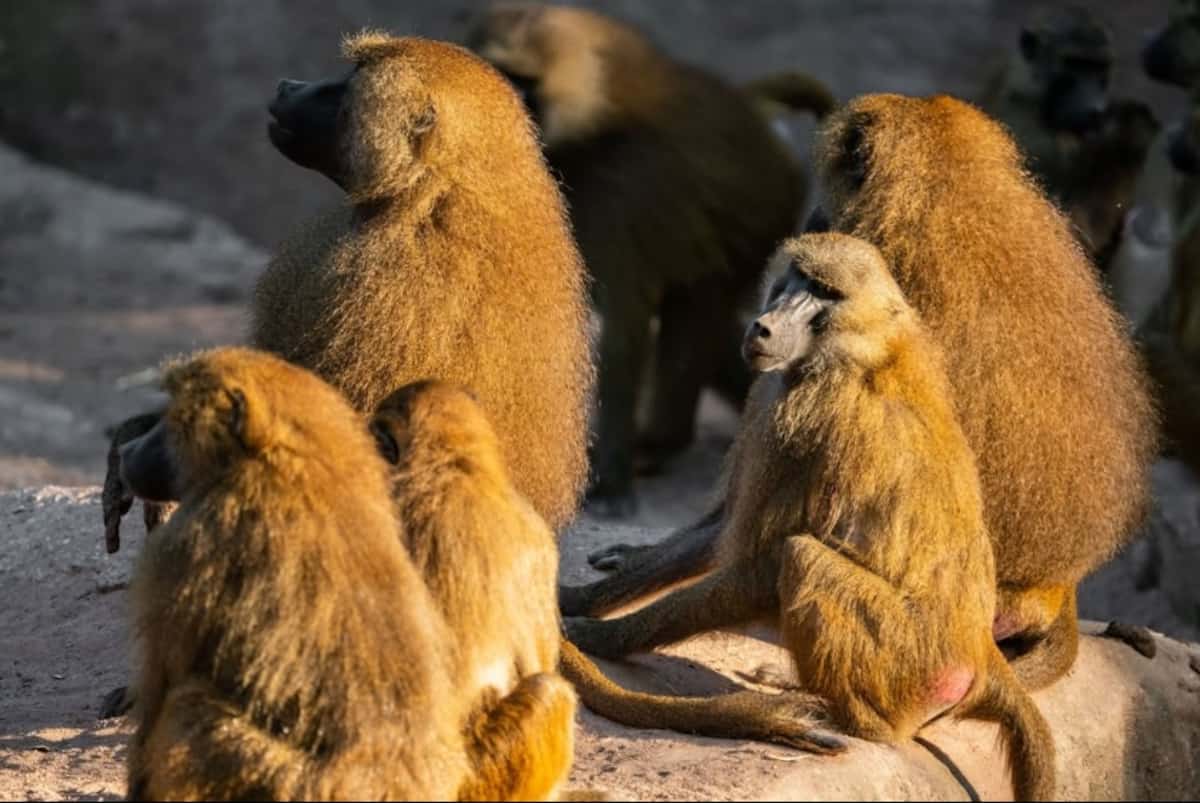 ドイツの動物園、ヒヒ12頭射殺　個体数増で飼育環境「過密」理由に　抗議活動の7人逮捕