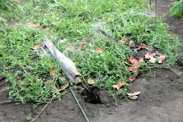 ヒグマの痕跡「畑のスイカ全部食べられた」周辺で被害相次ぐ　北海道