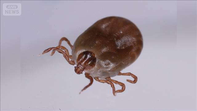 マダニが感染源か　日本紅斑熱で農家の90代男性死亡　千葉・君津市
