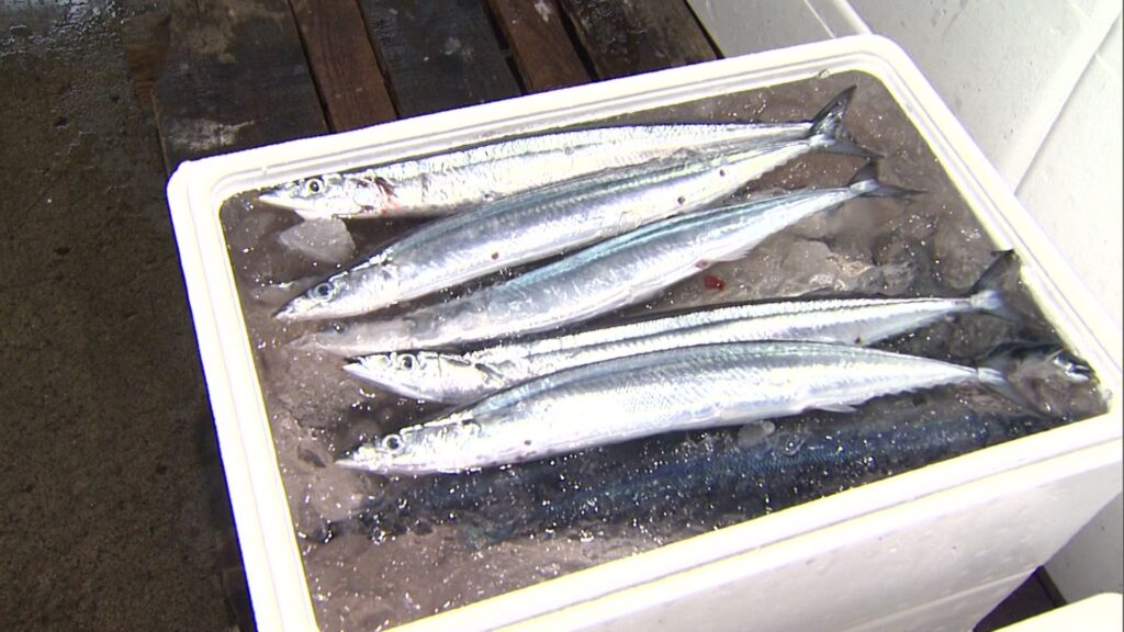 初セリ10万の秋刀魚が失敗