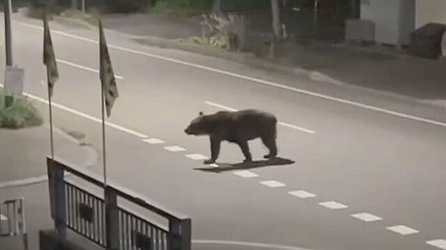 北海道 駆除ヒグマのDNA鑑定 死亡男性に付着のクマ体毛と一致