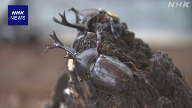 富山 カブトムシまつり 子どもたちが大きさ競う…優勝は8.5センチ