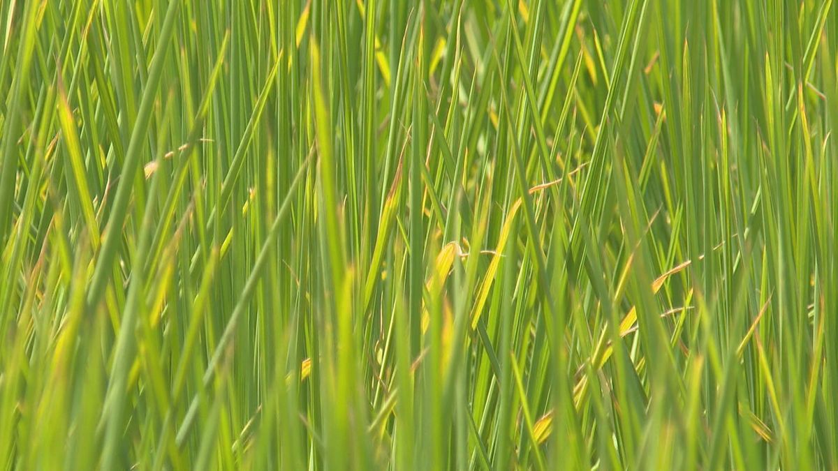 渇水でイネが変色 農家が収穫量減少や品質低下を懸念 越前市のブランドスイカも出荷量大幅減  越前市