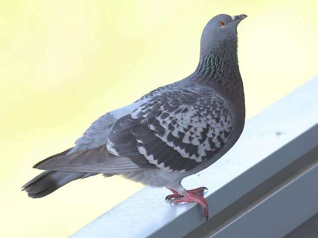 神戸のマンションに頭部のないハトの死骸、腹部は柵に刺さった状態　6月に続き