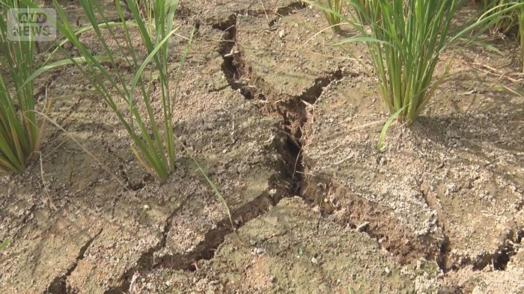 雨が降らない…新潟・上越市は7月降水量わずか1ミリ　水田ひび割れ、コメがピンチ
