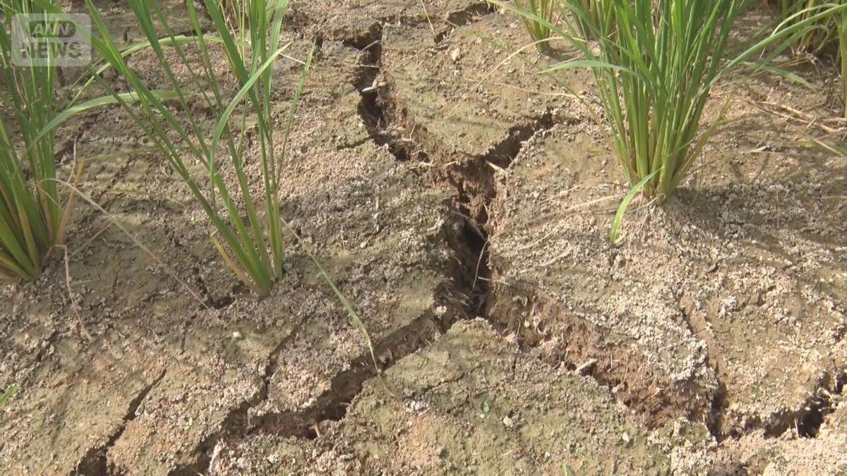 雨が降らない…新潟・上越市は7月降水量わずか1ミリ　水田ひび割れ、コメがピンチ