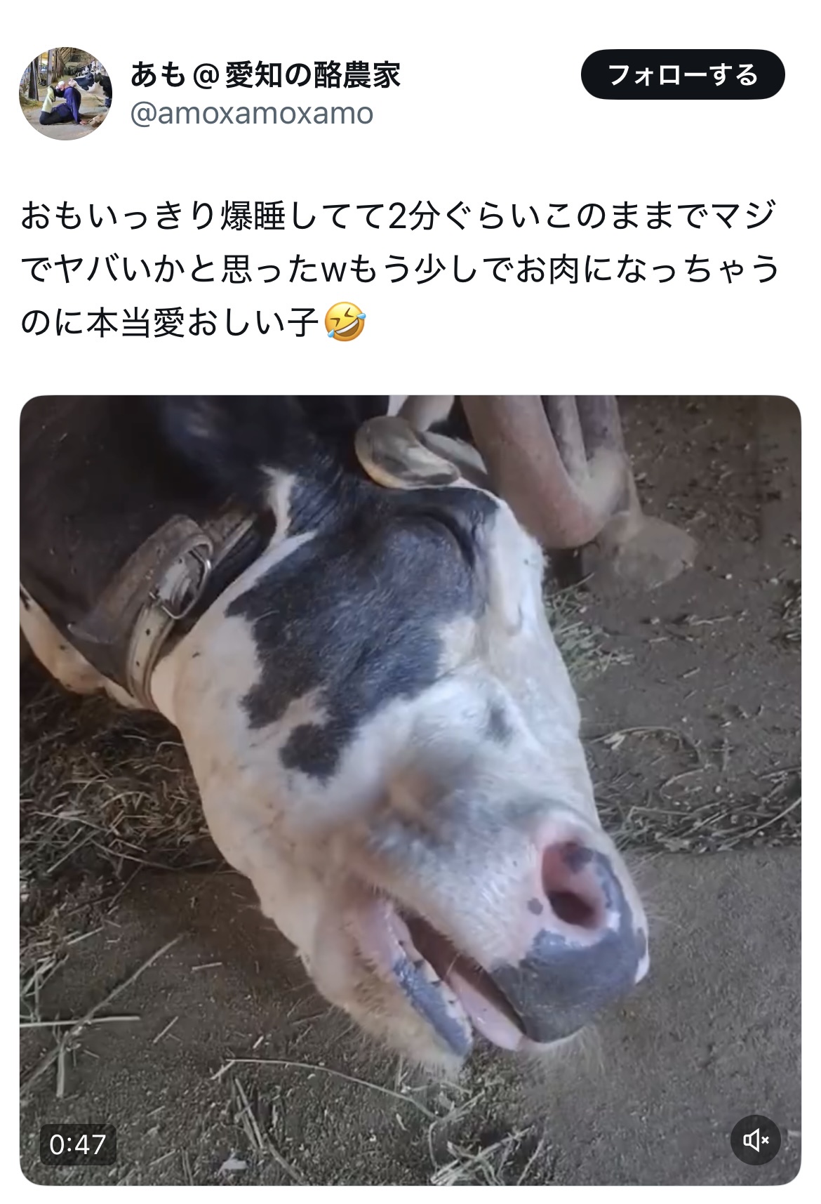 【画像】酪農家「熟睡してる牛かわいいね♥これから肉になるのに♥」→炎上