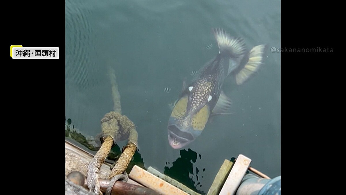 【注意】ゴマモンガラ、沖縄・国頭村で目撃される　人も襲う「凶暴な魚」ダイバー「サメより怖い」