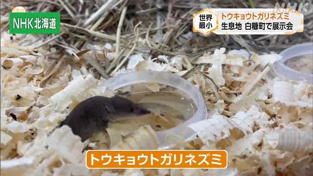 【北海道】“世界最小”哺乳類 「トウキョウトガリネズミ」展示 白糠町