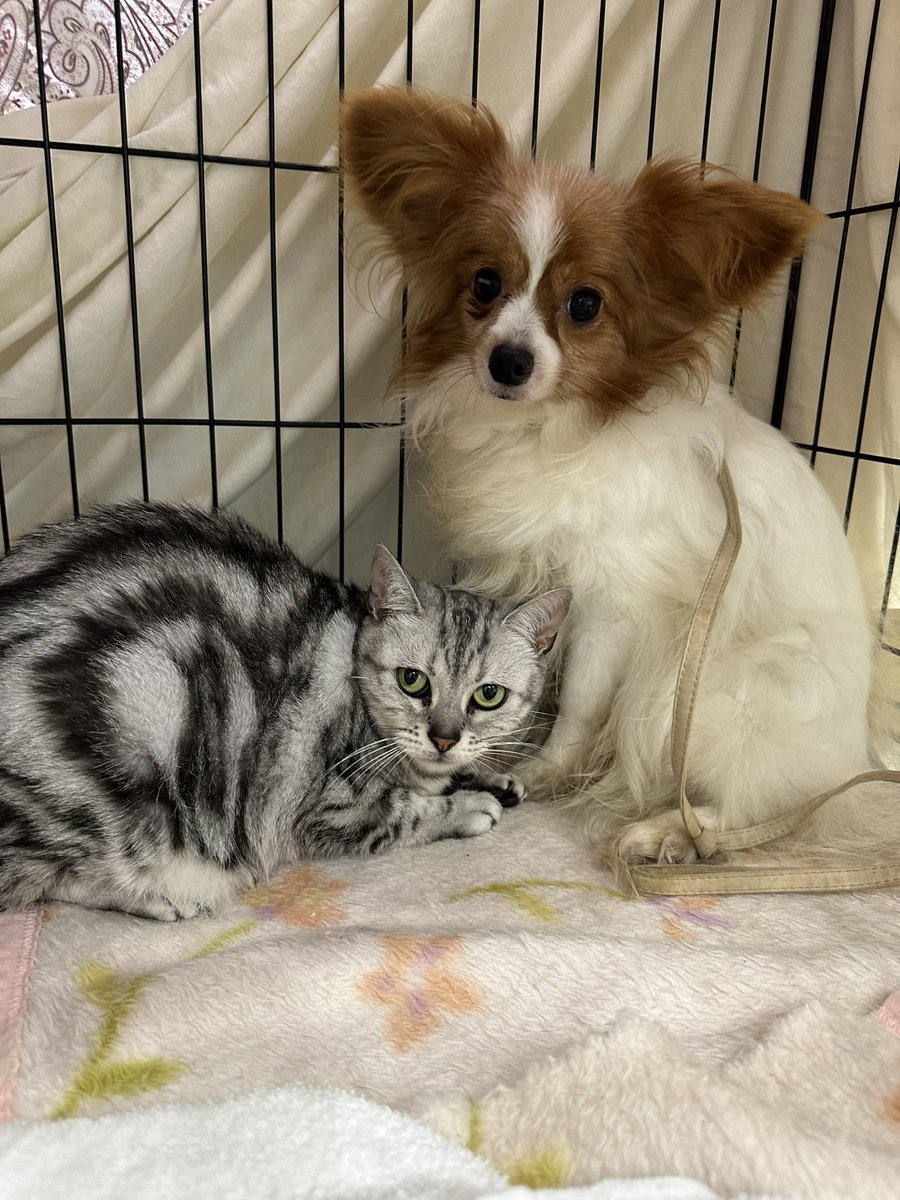 塩村文夏氏、犬猫２匹の譲渡センター保護に「結婚のため家族を手放すことは…」「だから里親会は未婚の方への譲渡が慎重に」