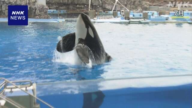 国内唯一のオスのシャチ死ぬ 名古屋の水族館で飼育