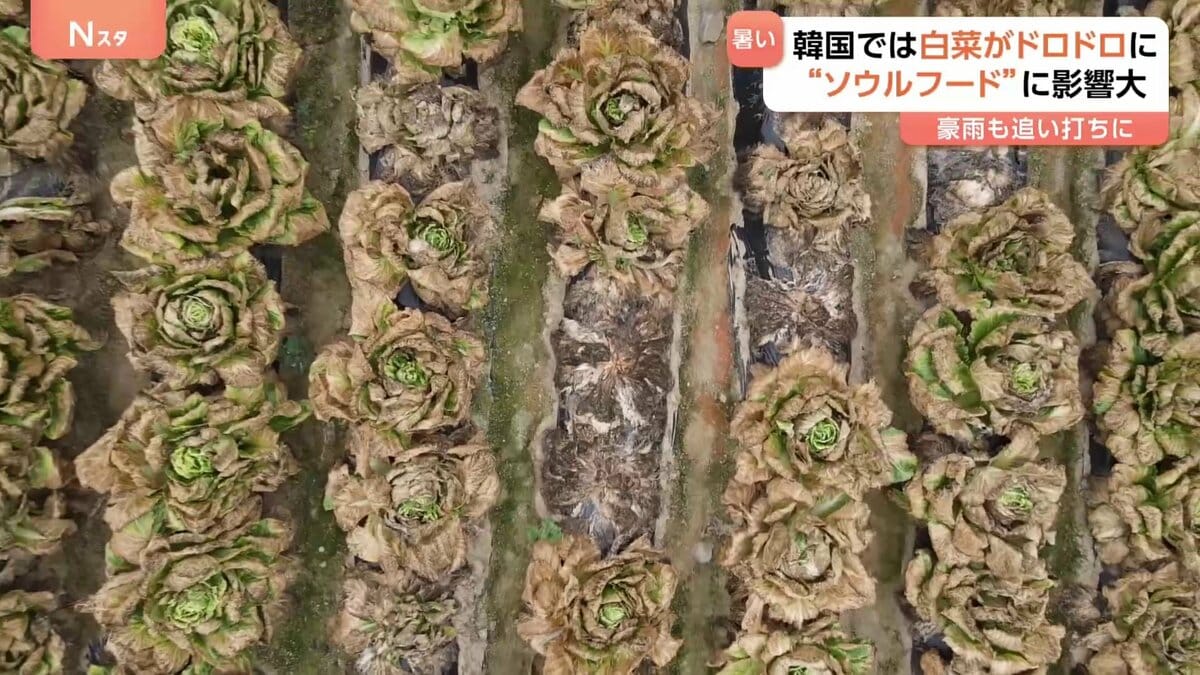【猛暑】韓国、白菜がドロドロに… 被害額1500万円超　キムチにも打撃　豪雨が追い打ち スイカ出荷できず