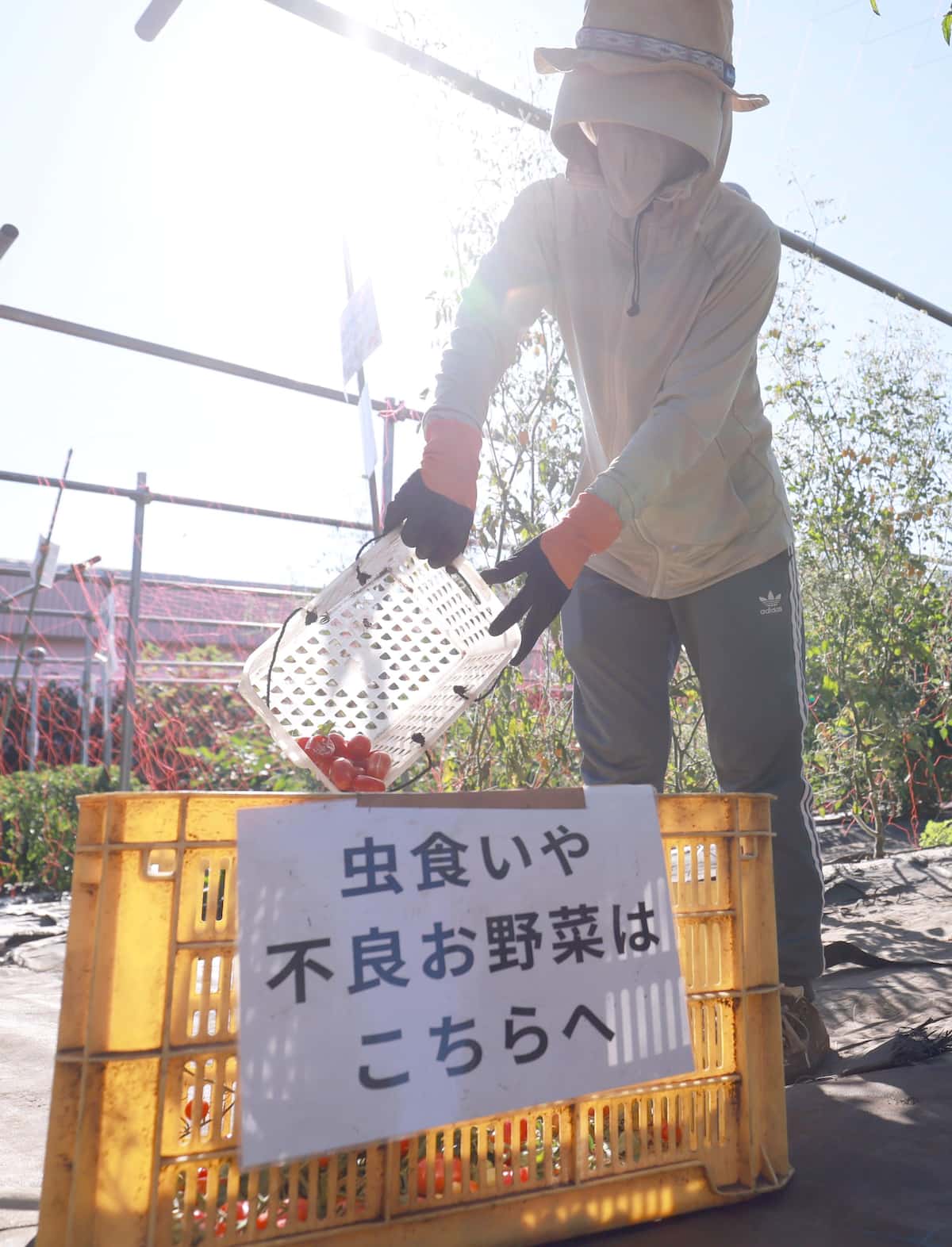 「この価格は異常」猛暑で食材高騰…家計を直撃　日照りで野菜の収穫は10分の1