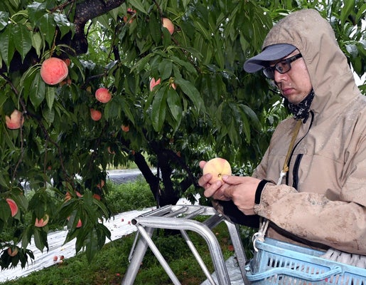 「モモも夏バテ」「暑さで牛７頭死んだ」…今夏の高温少雨、果物や家畜にも被害　鶏約５５００羽、牛３頭が死ぬ