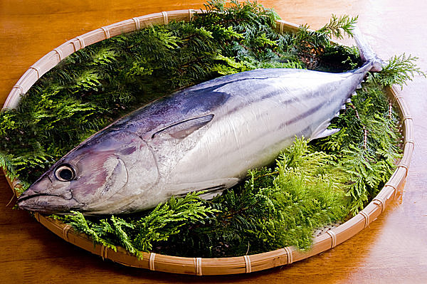 カツオの刺身ってなんで嫌がるんだ？俺は刺身で飯が食えるけどカツオの刺身はみんな嫌がるんだよな