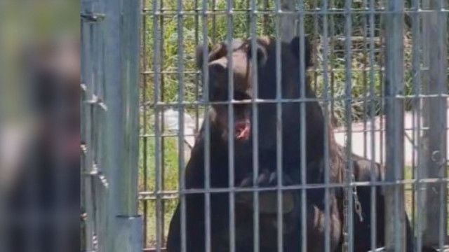 【（・(ｪ)・）】電気柵を飛び越えるヒグマ2頭　増える被害に苦悩する北海道の農家　住宅地への侵入懸念