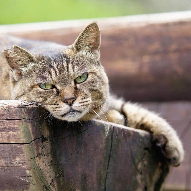 「飼い猫の入手先」譲渡やペットショップを圧倒したのは？　「雑種」が多いのも理由の可能性