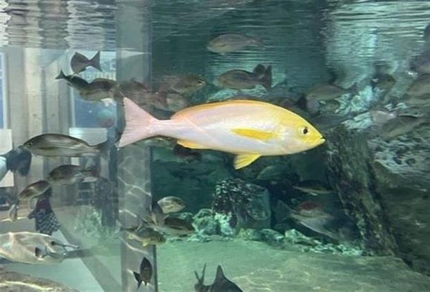 【お魚】色彩変異か、珍しい金色の「イサキ」を展示　長崎・佐世保市の九十九島水族館海きらら