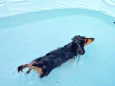【ほのぼの】プールでまさかの泳法…犬が「尻尾スクリュー」で爆進！ 尻尾を回転させて泳ぐ姿に「ポケモンのブイゼルだ！！」「愛らしい飛沫を浴びたい」