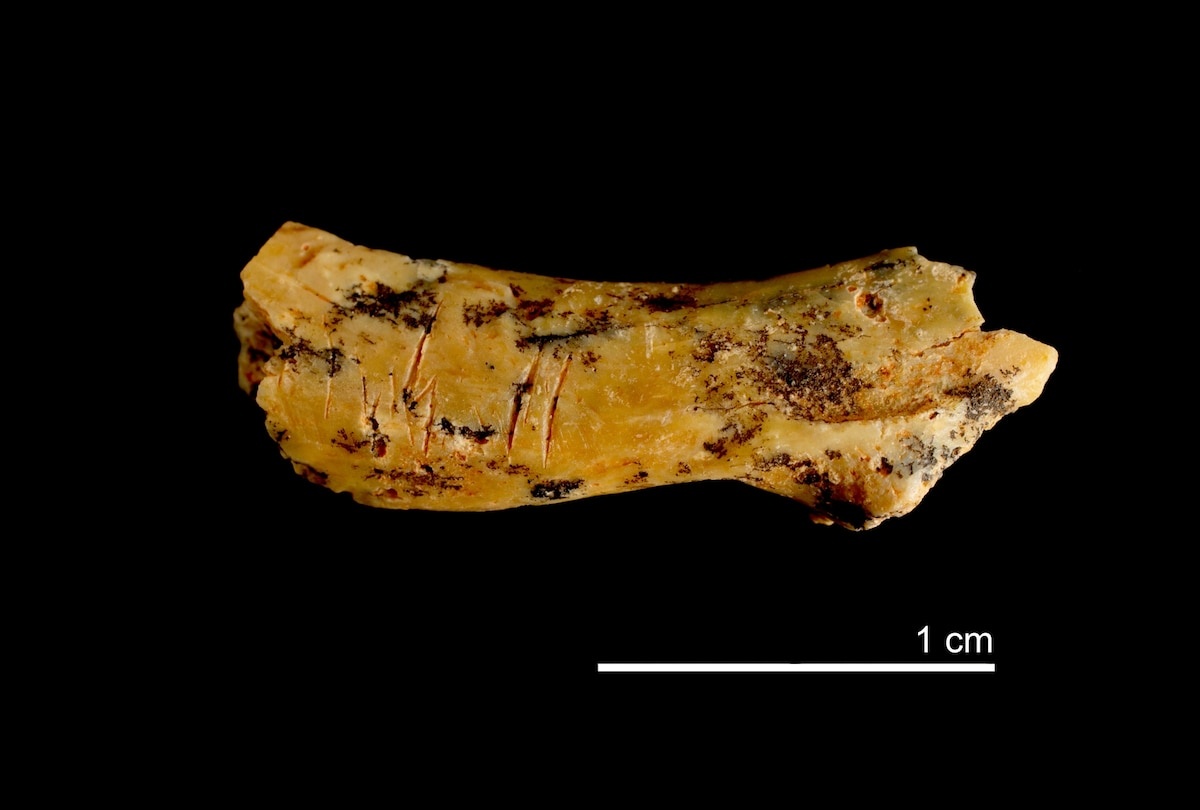 【カニバリズム】初期人類の幼児の首の骨に切り傷を発見、85万年前から共食いか