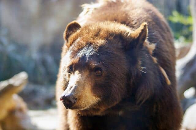 【クマ】カナダで民家に侵入したクマをポメラニアンが撃退　朝食とられて怒り心頭だったか