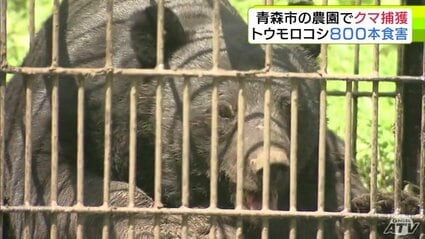 【クマ】体長150cm・体重推定100kg以上オス　農園でツキノワグマ捕獲「腕も太いし顔もでかいし怖い…」トウモロコシ800本の食害　青森